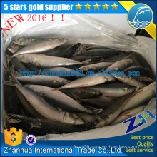 frozen fish Saba pacific mackerel on sale 400-600g